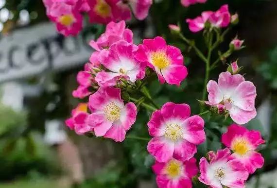 微信头像花图片,最惊艳的头像花