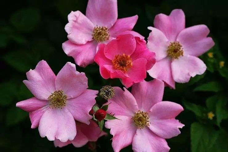 微信头像花图片,最惊艳的头像花