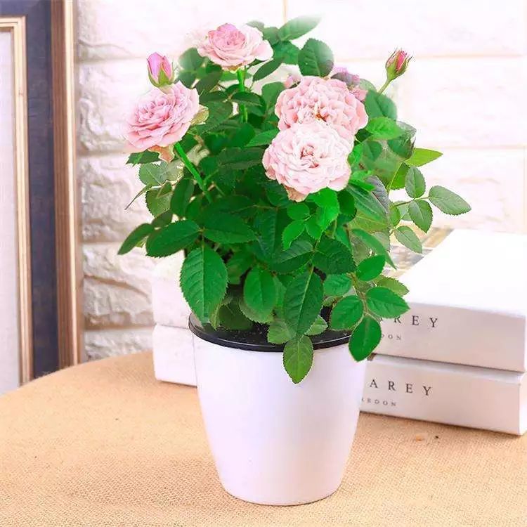 微信头像花图片,最惊艳的头像花