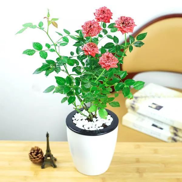 微信头像花图片,最惊艳的头像花