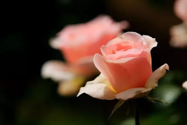 季羡林谈老年十忌,季羡林人到暮年有十忌