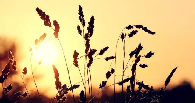 季羡林谈老年十忌,季羡林人到暮年有十忌