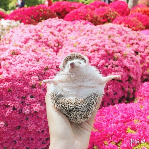 喵汪见我黯然失色萌萌哒的小刺猬Monaka走红网络