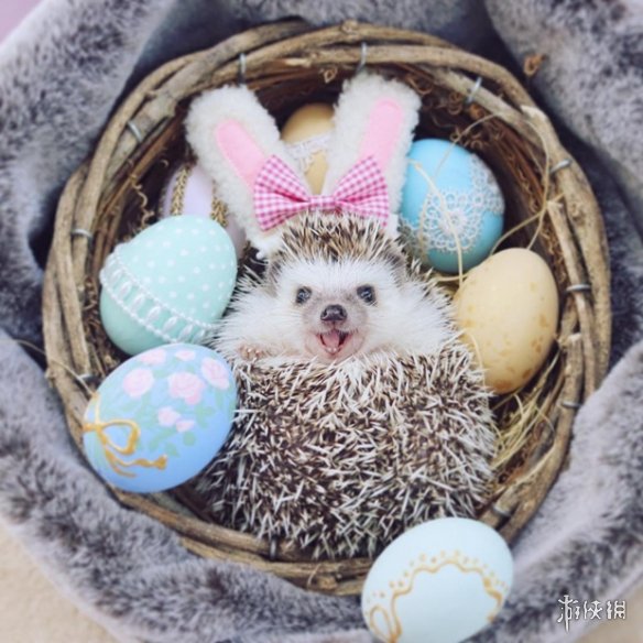 喵汪见我黯然失色萌萌哒的小刺猬Monaka走红网络