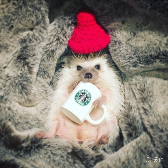 喵汪见我黯然失色萌萌哒的小刺猬Monaka走红网络