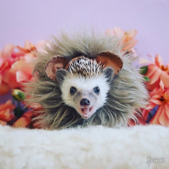 喵汪见我黯然失色萌萌哒的小刺猬Monaka走红网络