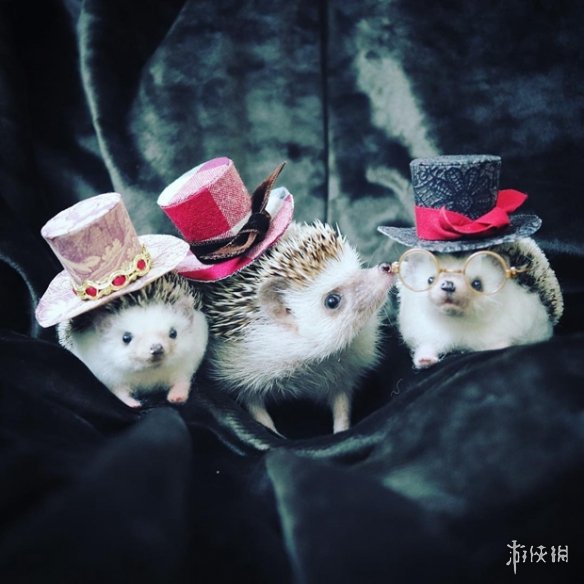 喵汪见我黯然失色萌萌哒的小刺猬Monaka走红网络