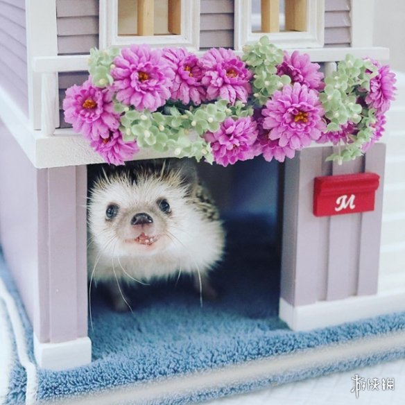 喵汪见我黯然失色萌萌哒的小刺猬Monaka走红网络