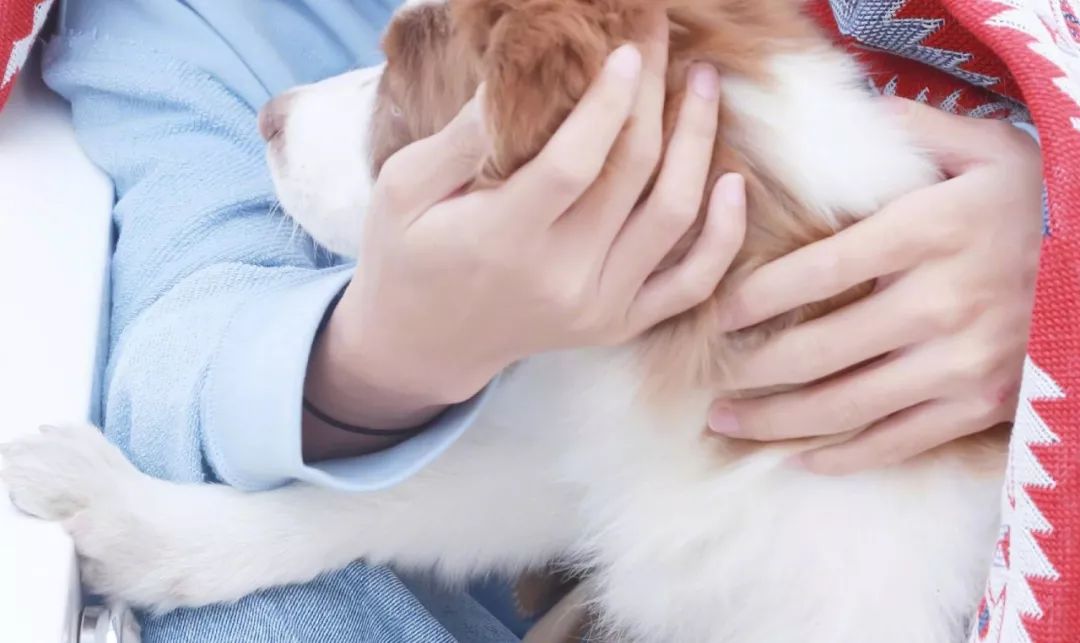 头皮生姜精华修护洗发水,一瓶洗护一体的原浆洗发水