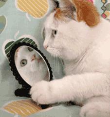 毛孔清道夫冻膜,毛孔清道夫细胞精华驻颜冻膜