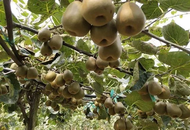 四川十强县什邡,德阳是全国排名第100名吗