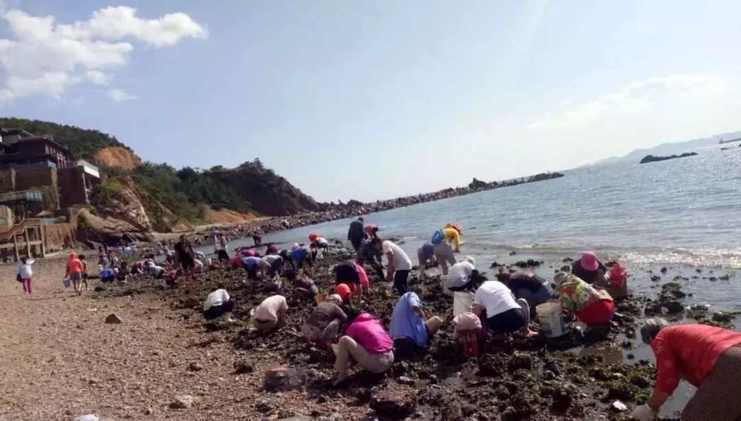 大连赶海抓海鲜的最佳地点黑石礁,大连市区蚬子赶海地点推荐