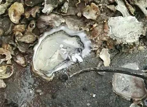 大连赶海抓海鲜的最佳地点黑石礁,大连市区蚬子赶海地点推荐