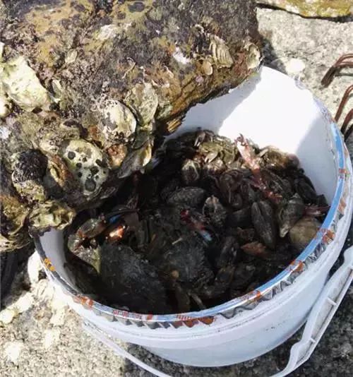 大连赶海抓海鲜的最佳地点黑石礁,大连市区蚬子赶海地点推荐