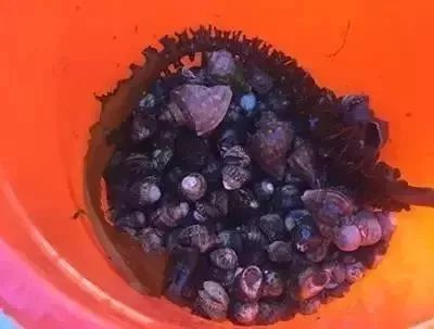大连赶海抓海鲜的最佳地点黑石礁,大连市区蚬子赶海地点推荐