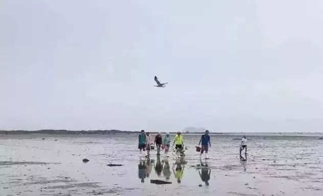 大连赶海抓海鲜的最佳地点黑石礁,大连市区蚬子赶海地点推荐