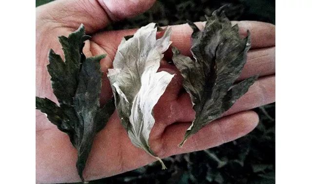 真人秀遇生理期也能撒狗粮,“多喝热水”竟成送命答案