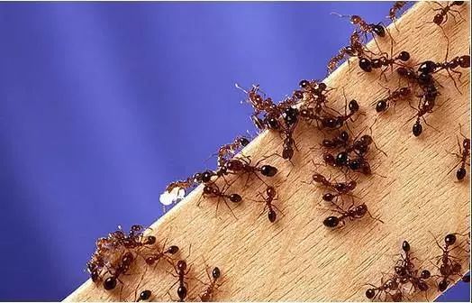 「滨海鲜闻」最恐怖最惊艳最刺激的开箱……一般人真看不了！