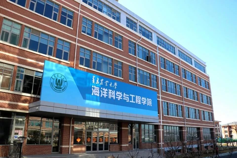 ins风！青农大学育出金色扇贝堪称“王者贝”