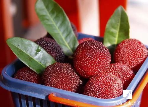 杨梅用盐洗不泡能洗干净嘛,杨梅能用盐清洗干净吗