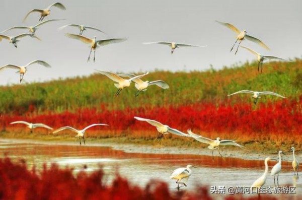 东营市赴青州古城开展精准宣传推介活动