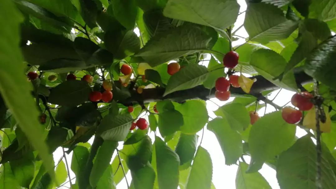 摘樱桃、做蛋糕!这个周末全家一起嗨!《周末去哪嗨》第八站火热报名开启