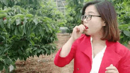 摘樱桃、做蛋糕!这个周末全家一起嗨!《周末去哪嗨》第八站火热报名开启