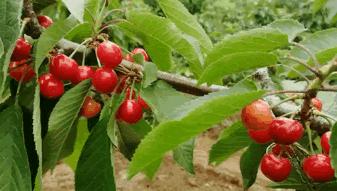 摘樱桃、做蛋糕!这个周末全家一起嗨!《周末去哪嗨》第八站火热报名开启