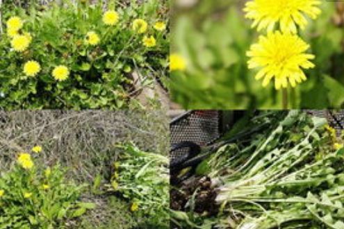 摘樱桃、做蛋糕!这个周末全家一起嗨!《周末去哪嗨》第八站火热报名开启