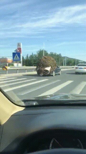 烟台一老司机给轿车戴草帽玩出了皮卡的即视感