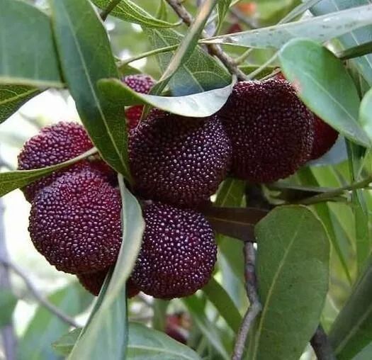 大明山儿童节攻略,大明山六一儿童节