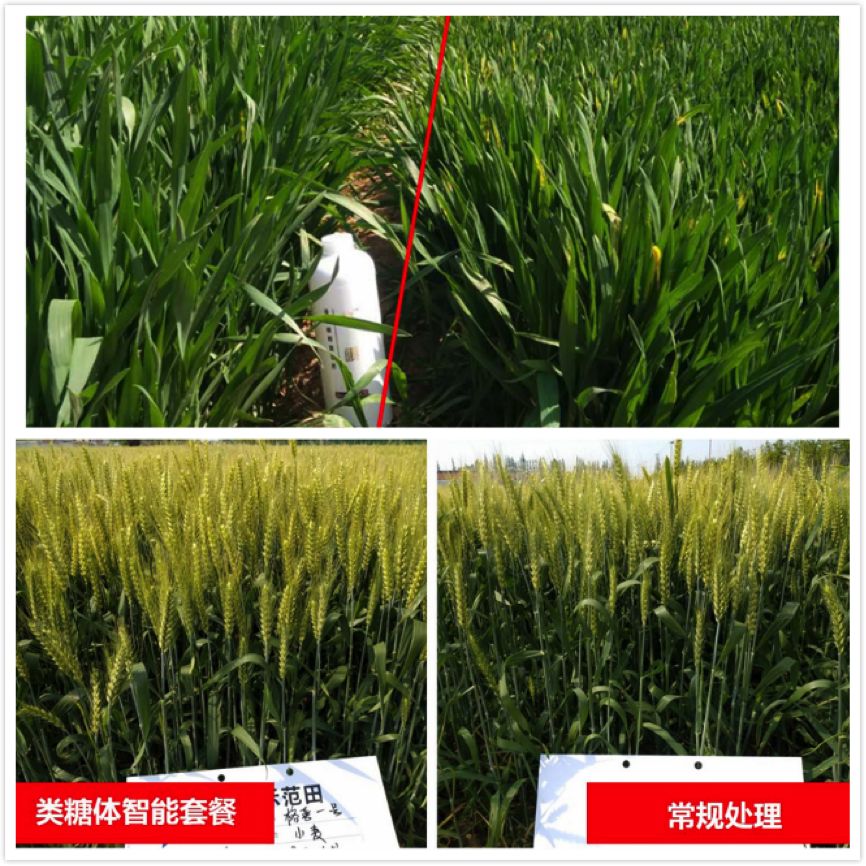 小麦亩增200斤有多难？液体缓释复合肥轻松打破增产极限