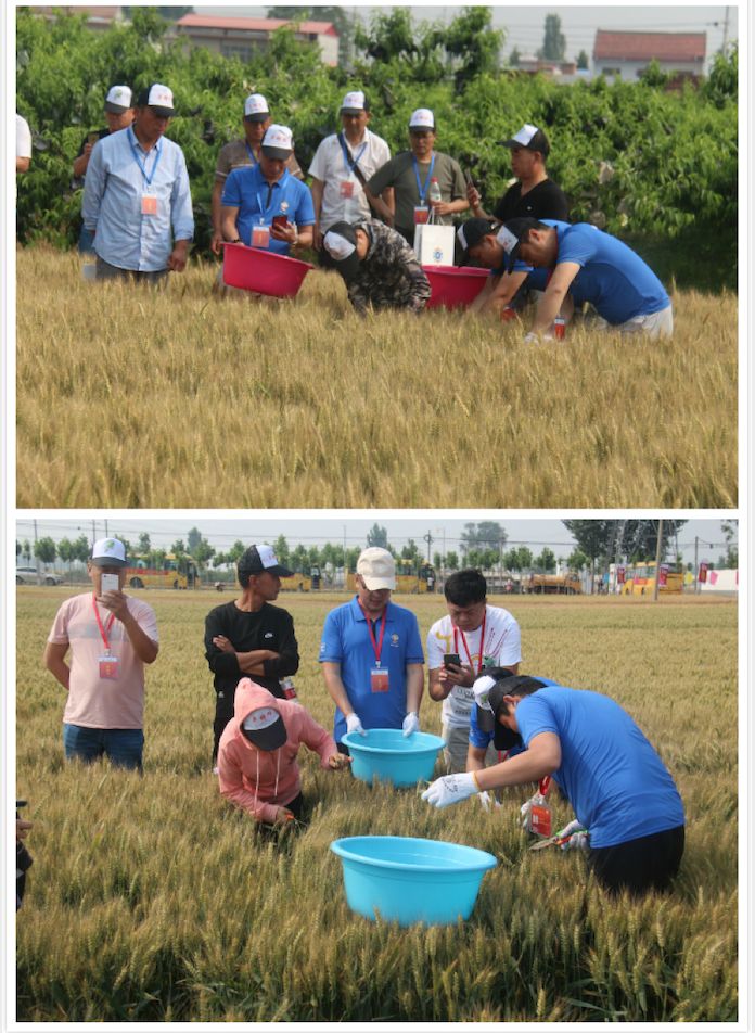小麦亩增200斤有多难？液体缓释复合肥轻松打破增产极限