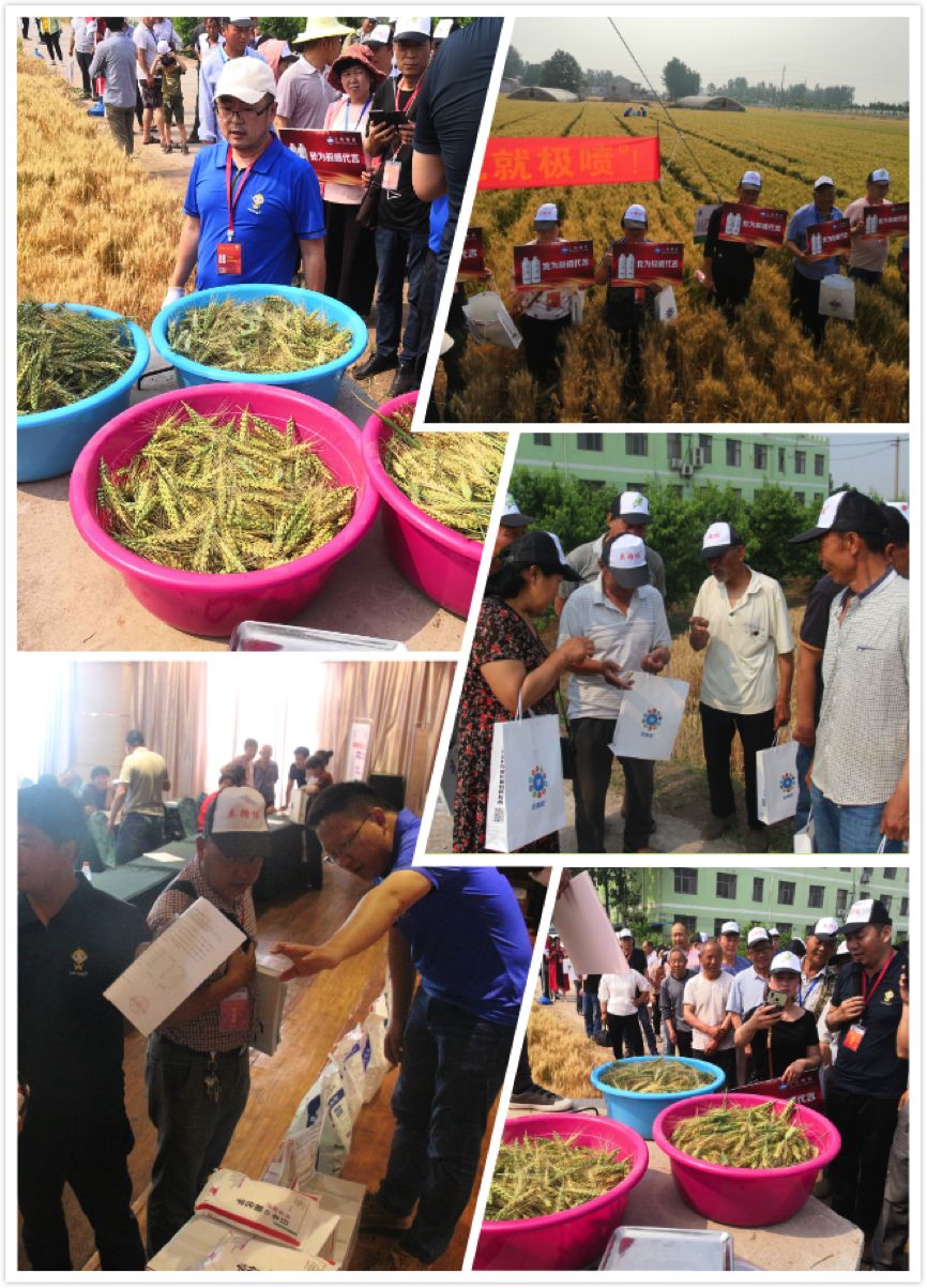 小麦亩增200斤有多难？液体缓释复合肥轻松打破增产极限