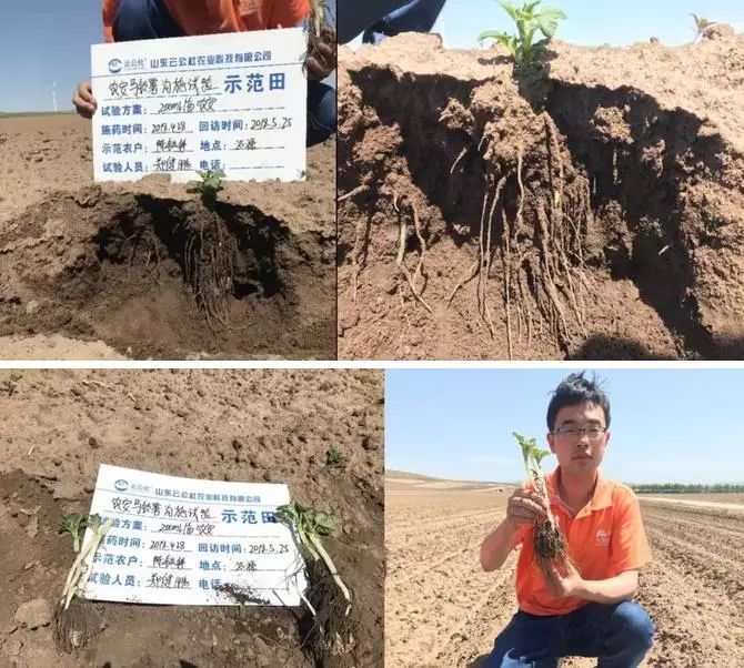 绿野杀菌剂,绿野农安