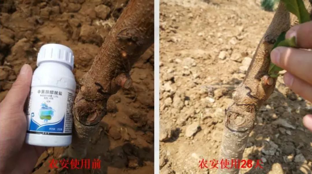 绿野杀菌剂,绿野农安