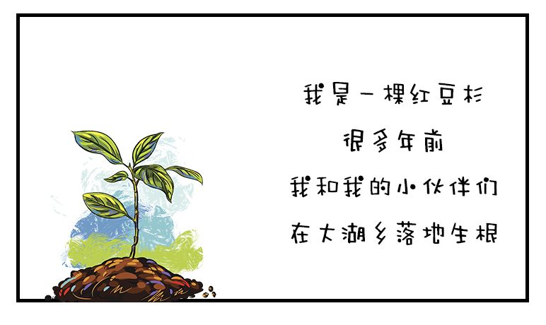 红豆杉的树皮要怎么吃,红豆杉树皮不能泡太久了吃么