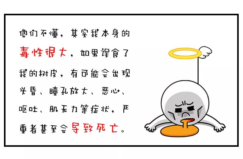 红豆杉的树皮要怎么吃,红豆杉树皮不能泡太久了吃么