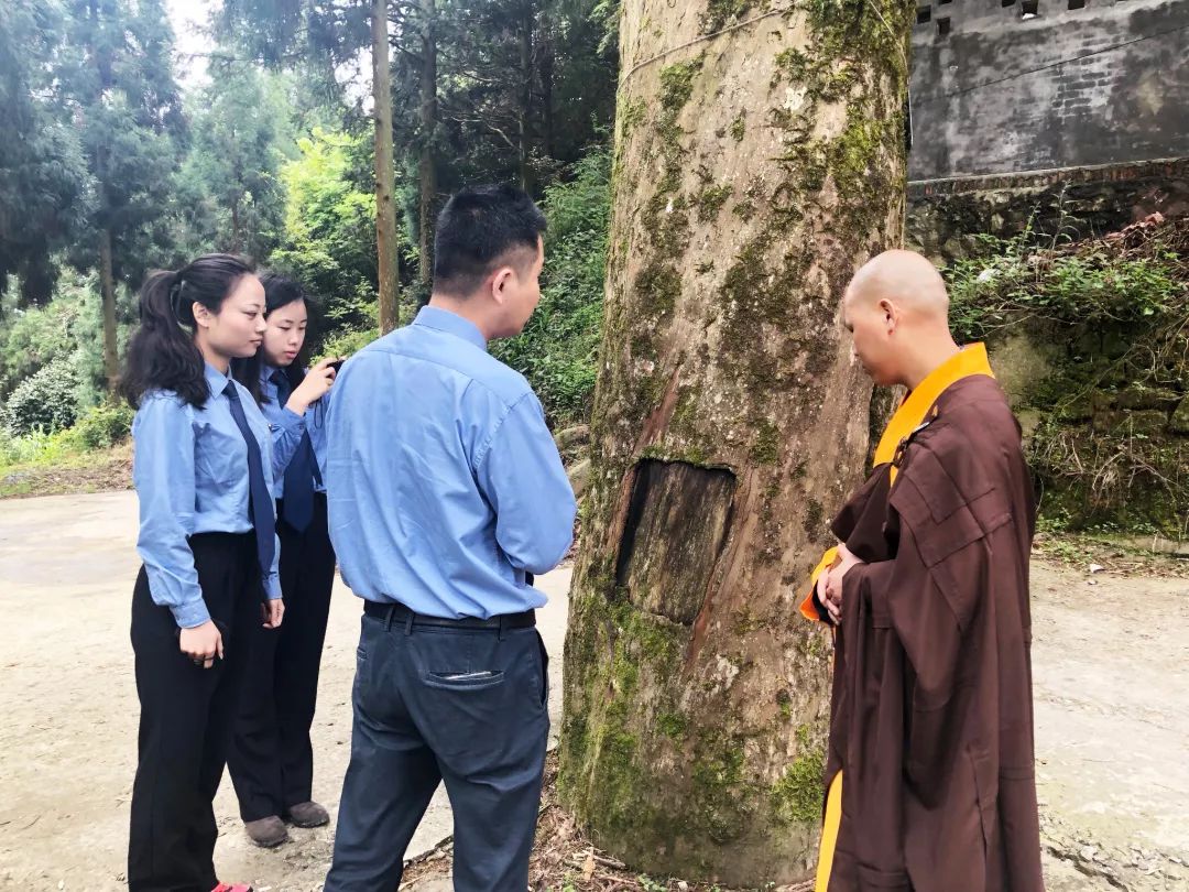 红豆杉的树皮要怎么吃,红豆杉树皮不能泡太久了吃么