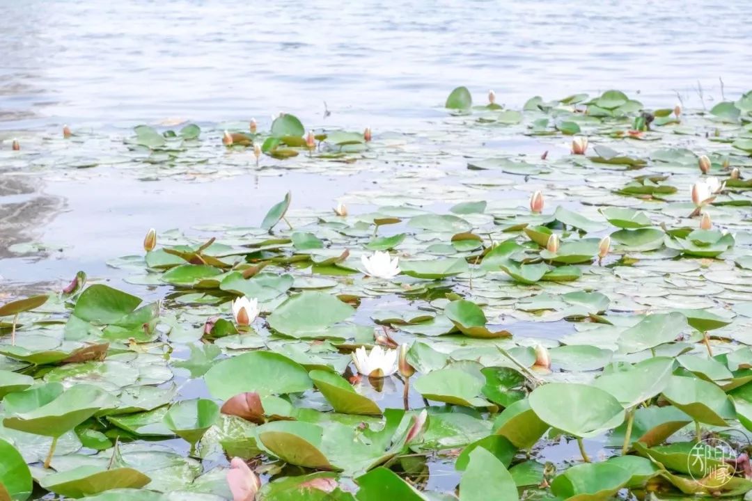 龙子湖沙滩游乐场在什么位置,蚌埠龙子湖网红沙滩多少钱