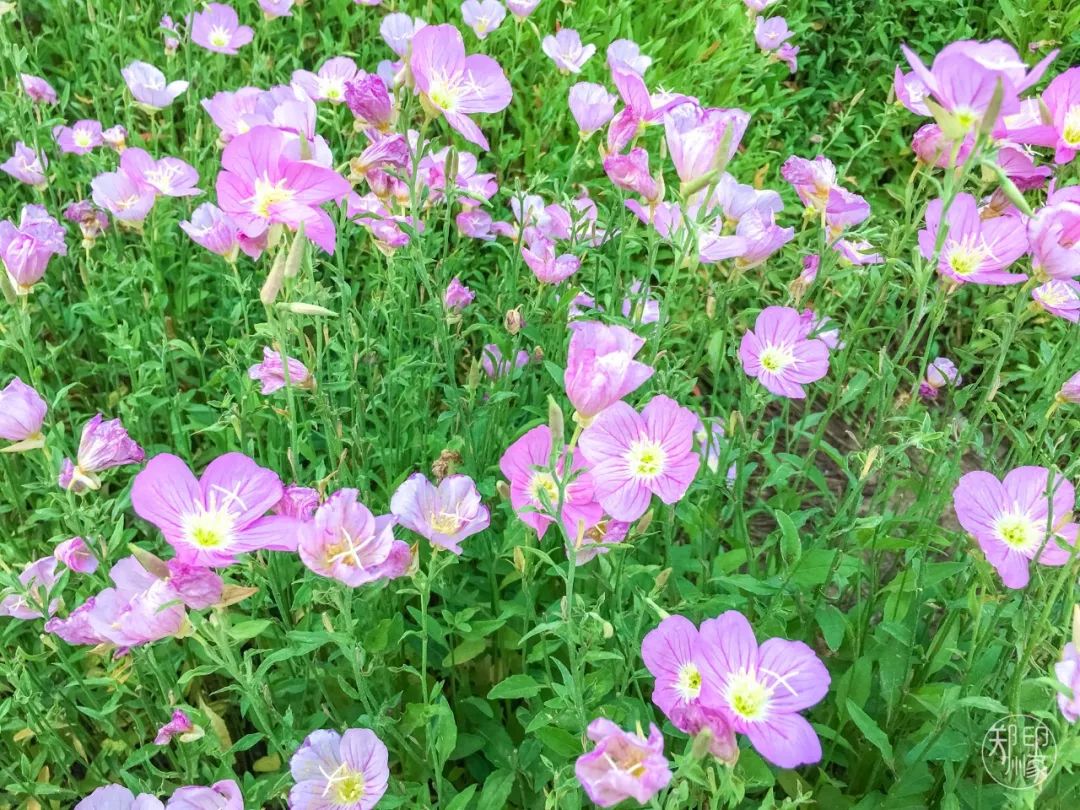 龙子湖沙滩游乐场在什么位置,蚌埠龙子湖网红沙滩多少钱