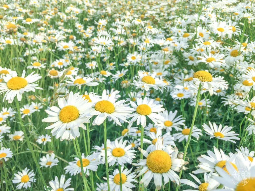 龙子湖沙滩游乐场在什么位置,蚌埠龙子湖网红沙滩多少钱
