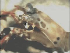 为什么乐事的薯片那么酥脆,乐事薯片容易碎