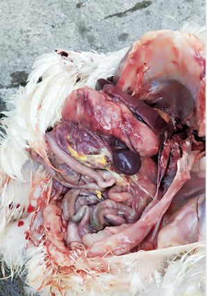 治疗鸡群气囊炎,应该配什么病毒药效果最好?