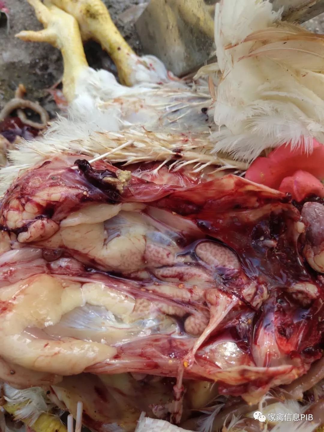 治疗鸡群气囊炎,应该配什么病毒药效果最好?