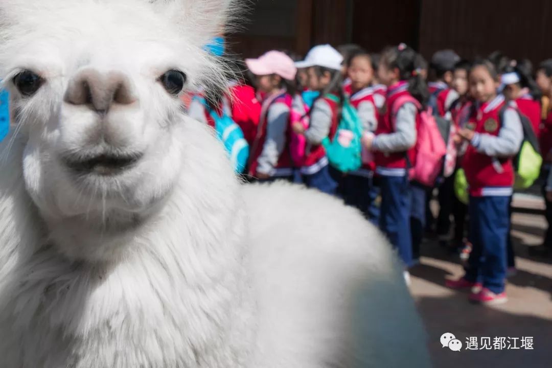 儿童节带孩子去哪里玩儿最好,都江堰六一适合孩子玩的地方