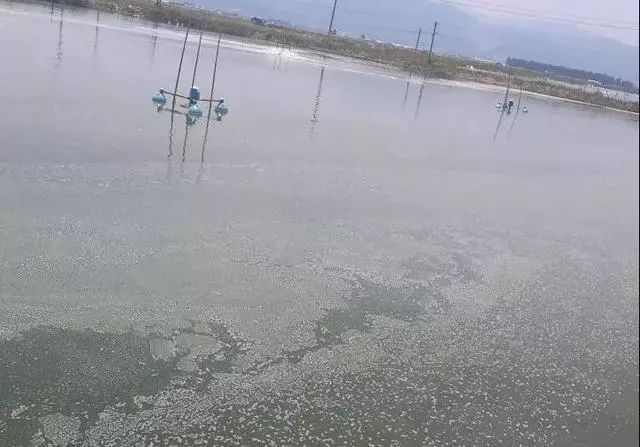 池塘水质变红解决办法,池塘水质变青是什么情况