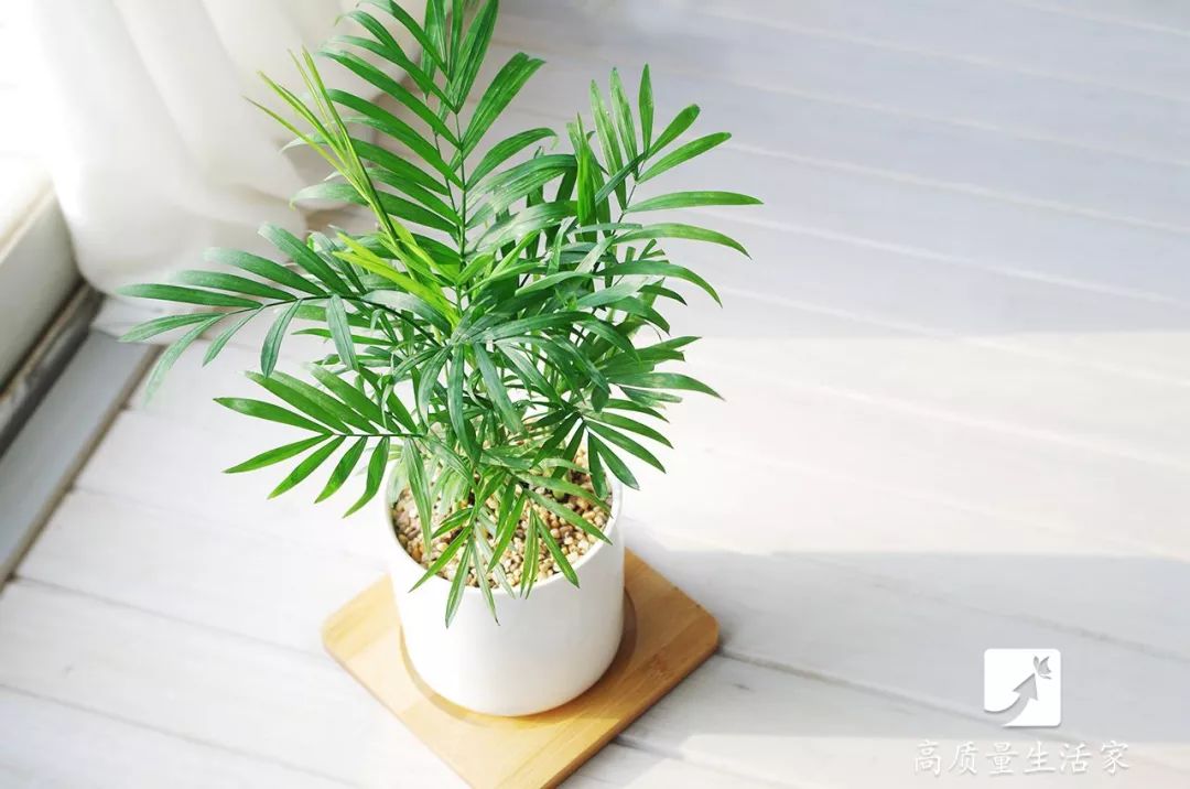 装修房子吸甲醛最好的是什么植物,吸甲醛最好的植物排行榜