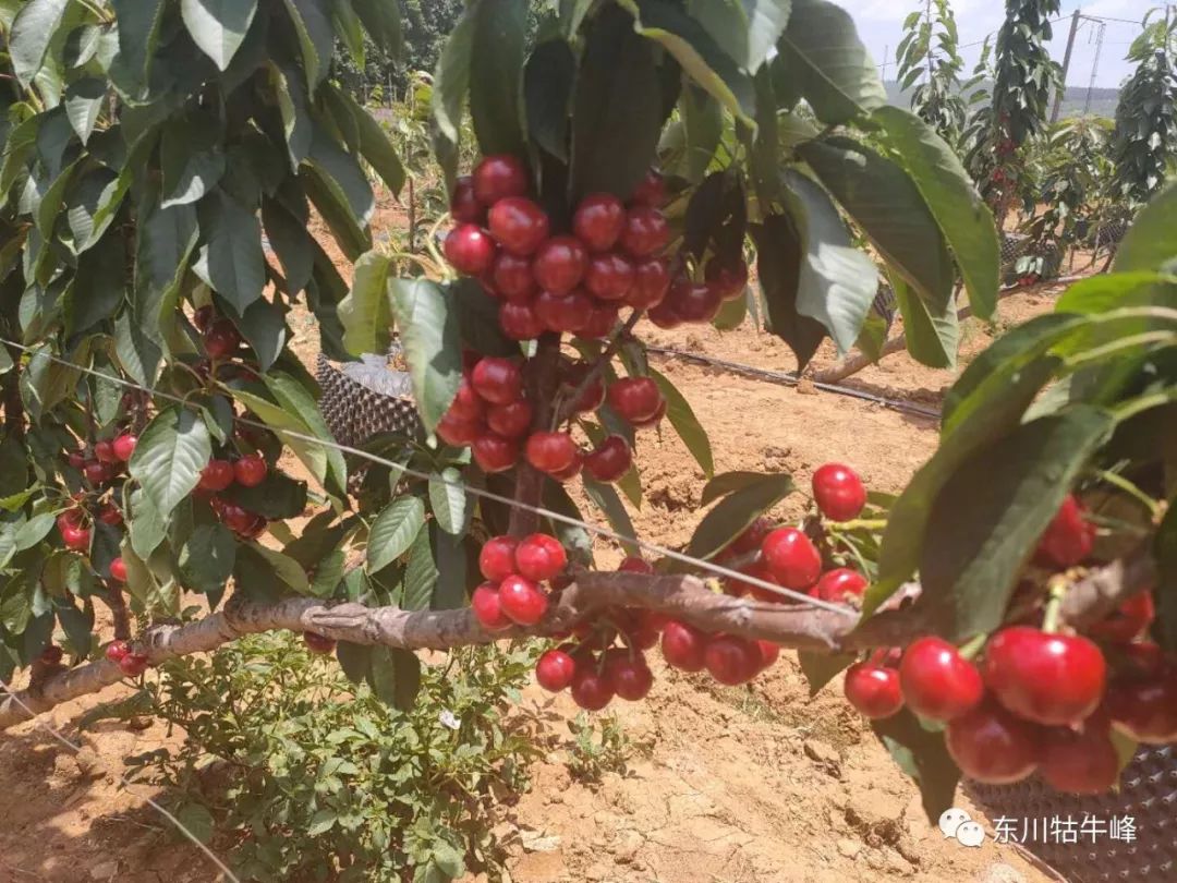 东川红土地车厘子采摘,东川红土地车厘子