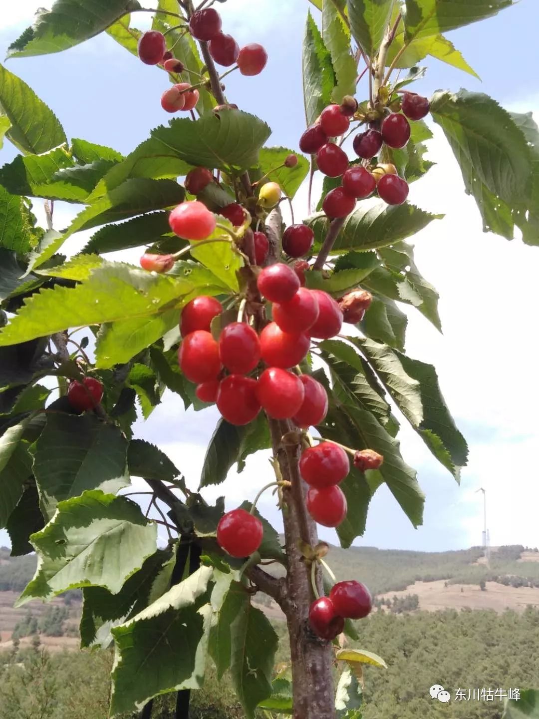 东川红土地车厘子采摘,东川红土地车厘子